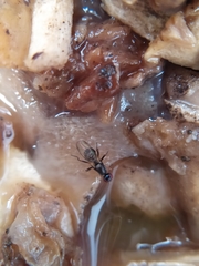 Nemopoda