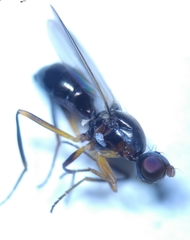 Nemopoda