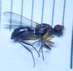 Nemopoda