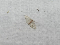 Idaea calunetaria