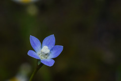 Wahlenbergia marginata