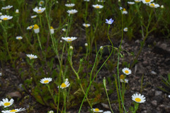 Wahlenbergia marginata