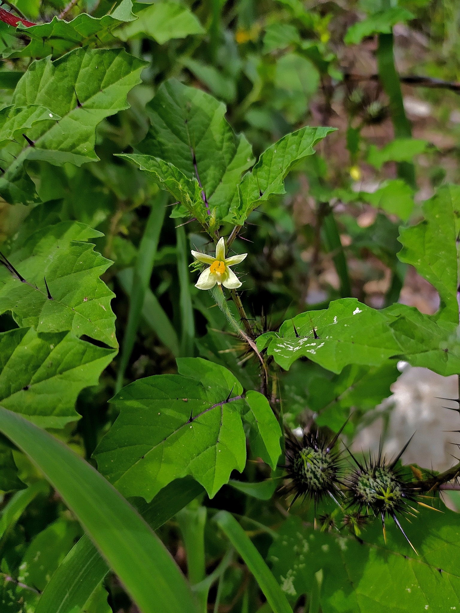 Solanum leucandrum