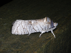 Culama suffusca