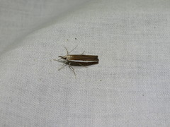 Agriphila latistria
