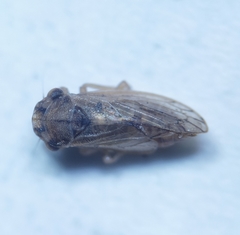 Megophthalmus scanicus