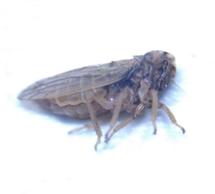 Megophthalmus scanicus