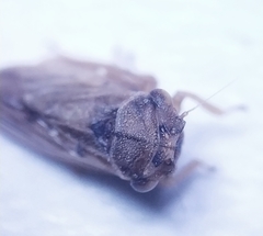 Megophthalmus scanicus