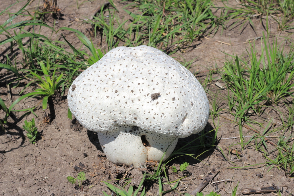 Lycoperdon utriforme · October 2020 · photo: © romigaleota (iNaturalist, cc-by)