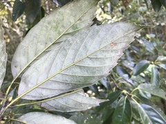 Quercus glauca