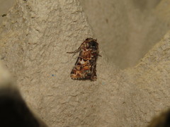 Anarta myrtilli
