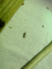 Symmocoides oxybiella