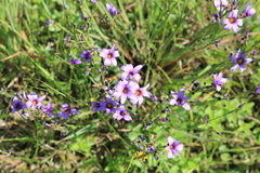 Sisyrinchium platense