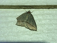 Argyrostrotis flavistriaria