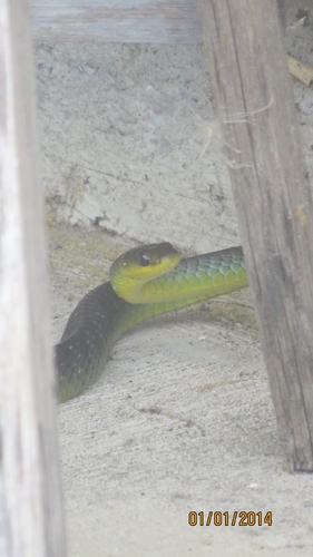 Common Tree Snake sighting