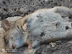 Peromyscus labecula