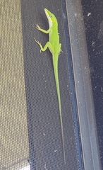 Anolis carolinensis
