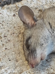 Peromyscus labecula