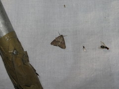 Pachycnemia tibiaria