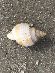 Cancellaria reticulata