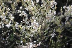 Eriocephalus microphyllus