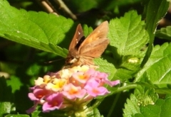 Poanes viator