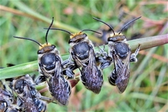 Lipotriches australica