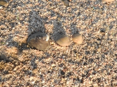 Monocondylaea jaspidea