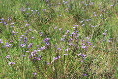 Sisyrinchium platense