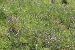 Sisyrinchium platense