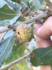 Disholcaspis pruniformis