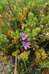 Thysanotus patersonii