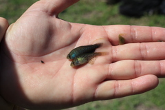 Austrolebias bellottii