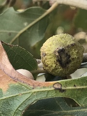 Disholcaspis pruniformis