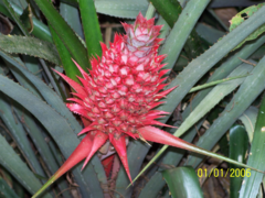 Ananas comosus bracteatus