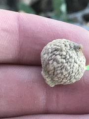 Disholcaspis pruniformis