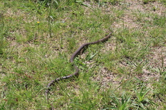 Paraphimophis rusticus
