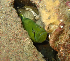 Apodichthys flavidus