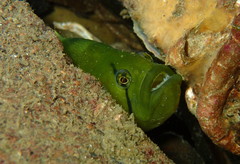 Apodichthys flavidus