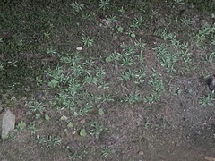 Mononeuria cumberlandensis