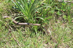 Paraphimophis rusticus