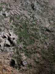 Mononeuria cumberlandensis