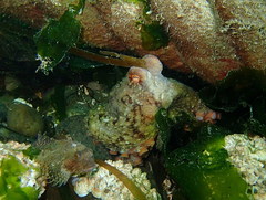Octopus rubescens