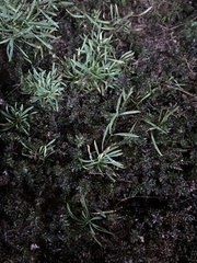 Mononeuria cumberlandensis