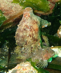 Octopus rubescens