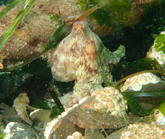 Octopus rubescens