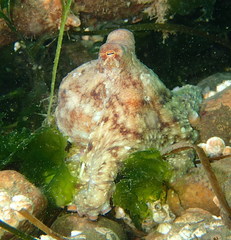 Octopus rubescens