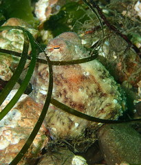 Octopus rubescens