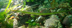Syngnathus californiensis