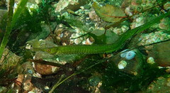 Syngnathus californiensis